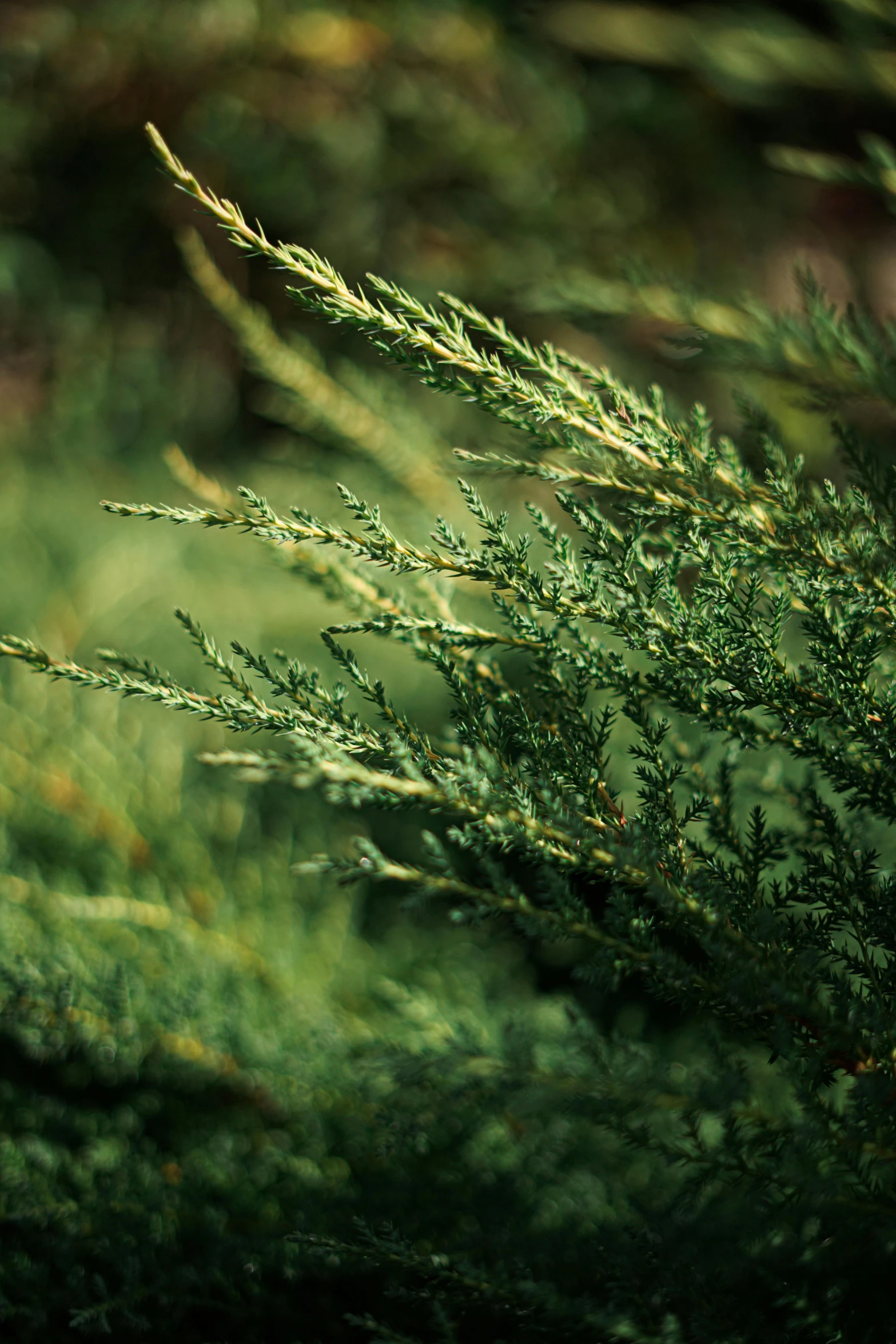 a bird sitting on top of a tree branch, an album cover, inspired by Elsa Bleda, unsplash, hurufiyya, green moss all over, herbs, medium close-up shot, cedar