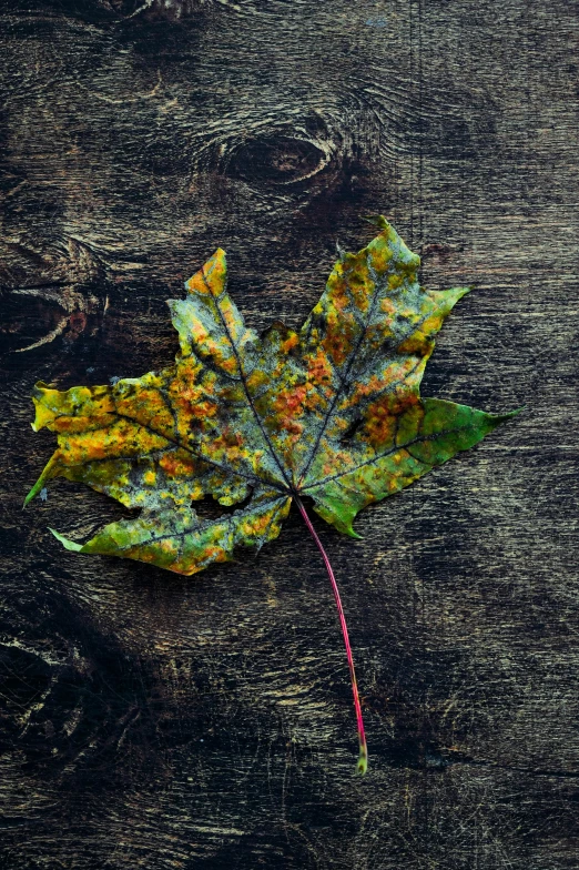 a close up of a leaf on a wooden surface, trending on pexels, art photography, multicoloured, maple syrup, dark, on grey background
