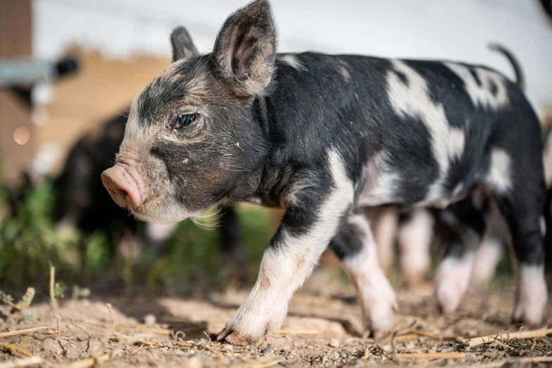 a small pig standing on top of a dirt field, puppies, profile image, australia, up-close