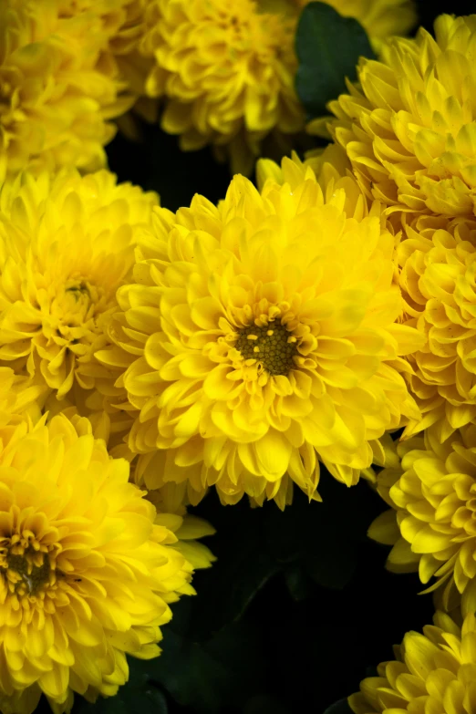 a close up of a bunch of yellow flowers, slide show, chrysanthemums, on display, vibrant foliage