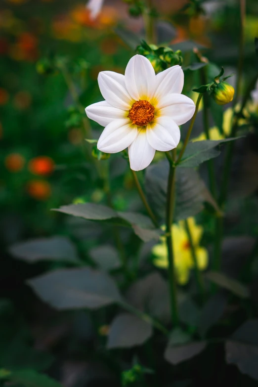 a white flower sitting on top of a lush green field, dahlias, paul barson, medium format, helianthus flowers