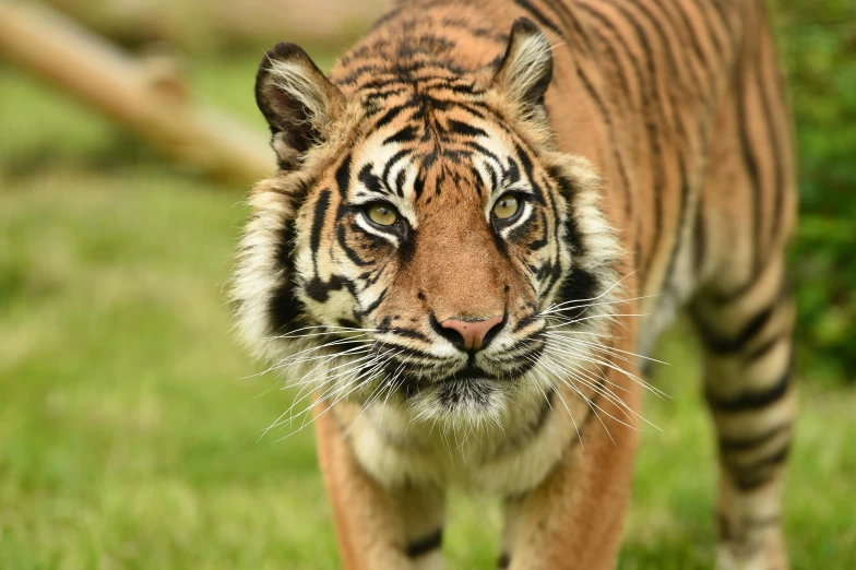 a tiger walking across a lush green field, a portrait, pexels contest winner, sumatraism, looks at the camera, 🦩🪐🐞👩🏻🦳, with laser-like focus, manuka