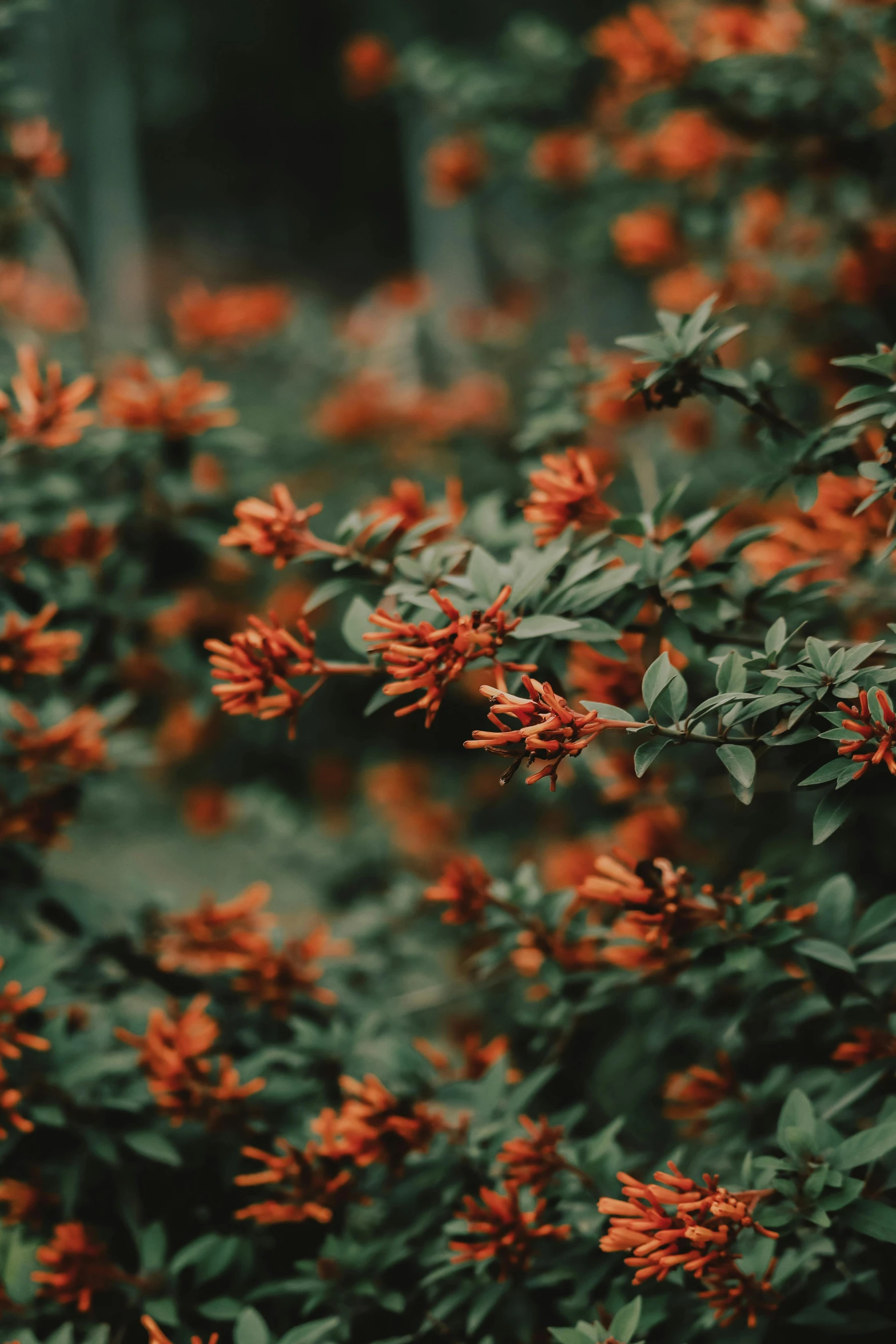 a bush of red flowers with green leaves, inspired by Elsa Bleda, unsplash contest winner, orange, color ( sony a 7 r iv, grey orange, honeysuckle