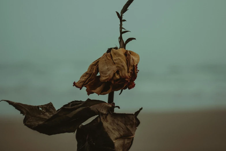 a dead plant sitting on top of a sandy beach, an album cover, inspired by Elsa Bleda, unsplash, romanticism, rose twining, dried leaves, profile image, tattered clothes