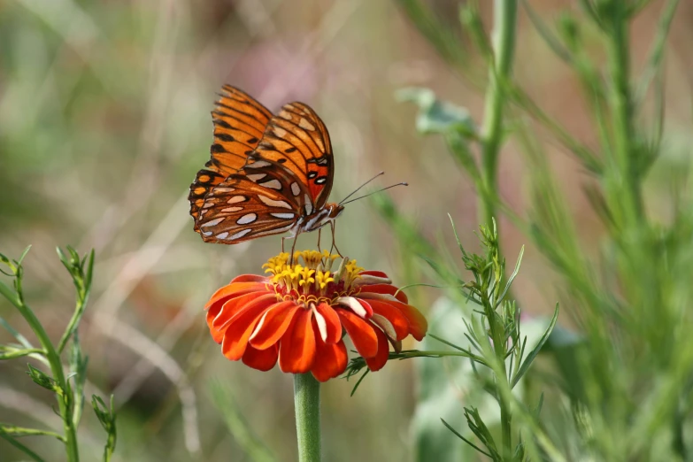 a butterfly that is sitting on a flower, by Tom Carapic, southern wildflowers, marigold, 2022 photograph, “ iron bark