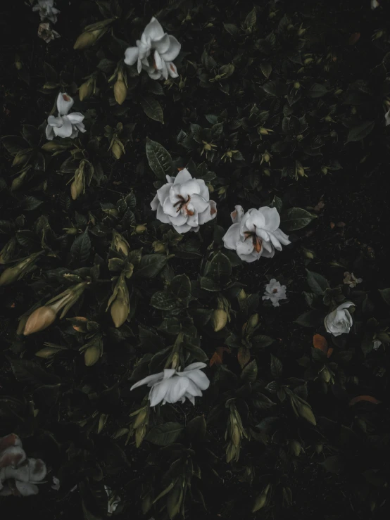 a bunch of white flowers sitting on top of a lush green tree, an album cover, trending on unsplash, aestheticism, dark and moody aesthetic, ☁🌪🌙👩🏾, flowers grow from the body, 4 k hd wallpapear