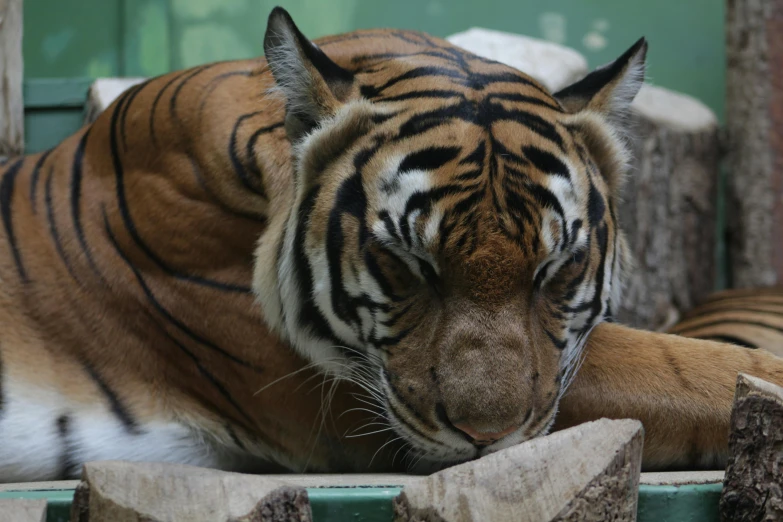 a tiger laying on top of a pile of wood, strong jawline, in the zoo exhibit, having a snack, focused amber eyes