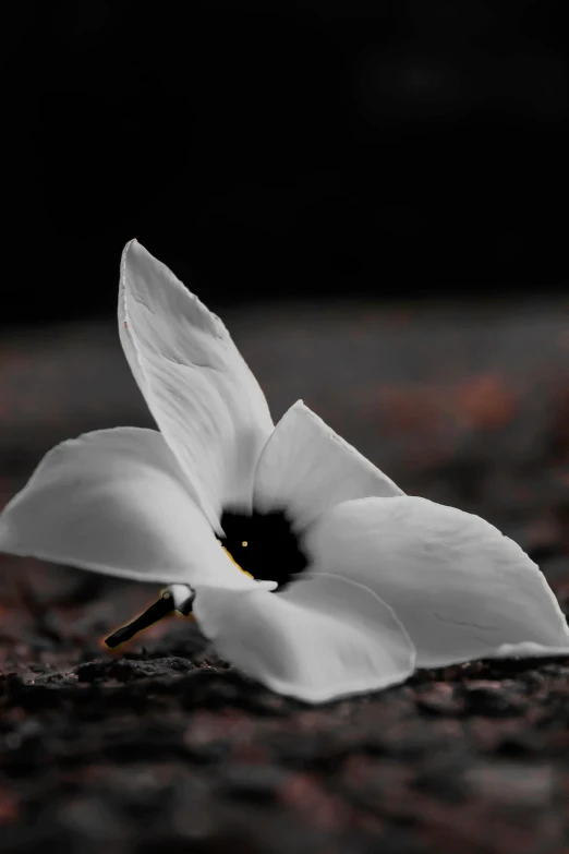 a flower that is laying on the ground, inspired by Carpoforo Tencalla, pexels contest winner, hurufiyya, dark backdrop, white haired, dark. no text, photographic render