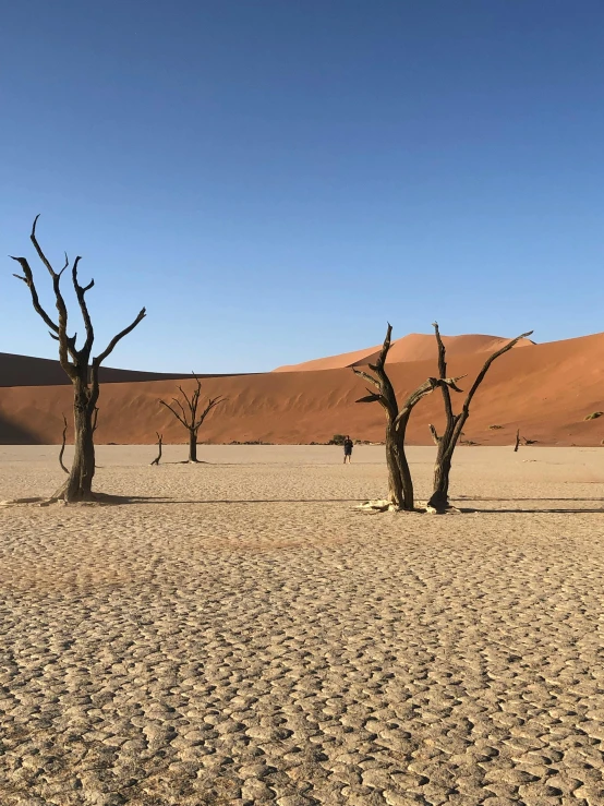 a group of dead trees sitting in the middle of a desert, by Terese Nielsen, historical setting, people walking around, tourism, dune