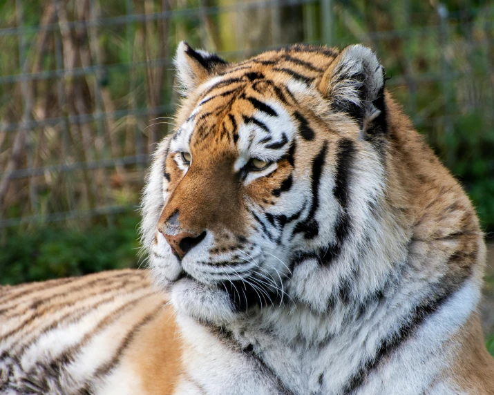 a tiger that is laying down in the grass, a portrait, pexels contest winner, gif, looking to his side, striped, over-the-shoulder shot