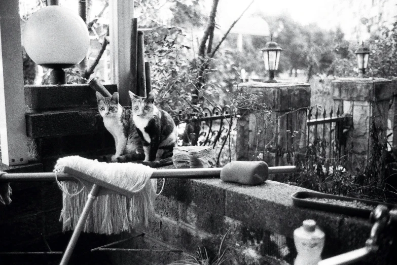 a black and white photo of two cats on a porch, shin hanga, a messy, taken in the late 1970s, a quaint