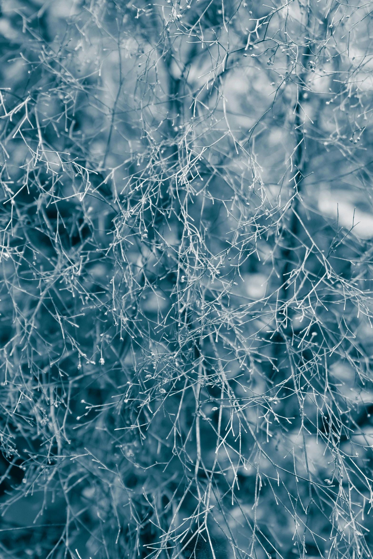 a red fire hydrant sitting on top of a lush green field, a microscopic photo, inspired by Arthur Burdett Frost, unsplash, abstract expressionism, dense coniferous forest. spiders, blue toned, winter photograph, intricate wires