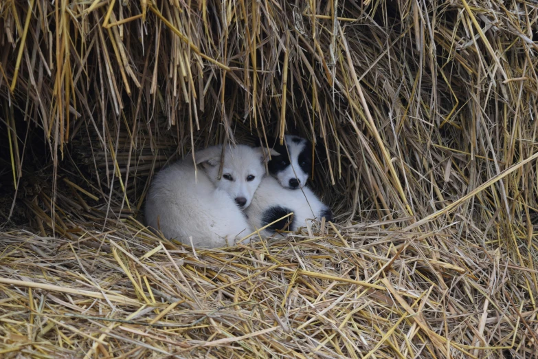 a couple of cats laying on top of a pile of hay, a portrait, unsplash, avatar image, jack russel terrier, in an abandoned barn, siberian husky