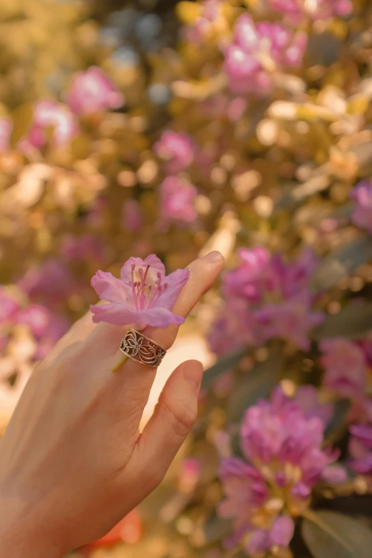 a close up of a person's hand holding a flower, inspired by L. A. Ring, armillary rings jewelry, bougainvillea, in nature, almond blossom