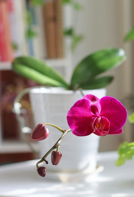 a pink flower sitting on top of a white table, a photo, by Pamela Drew, holding a red orchid, houseplants, lush surroundings, subtle purple accents