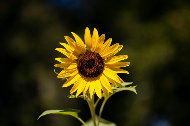 a close up of a sunflower with a blurry background, a portrait, unsplash, high resolution image, a high angle shot, modeled, instagram post