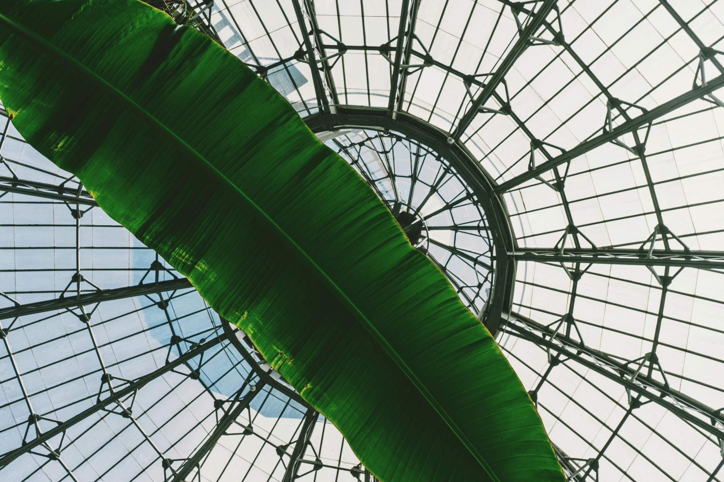 a large green leaf hanging from the ceiling of a building, by Carey Morris, unsplash contest winner, visual art, glass dome, banana trees, a crystal palace, on a canva