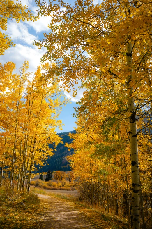 a dirt road surrounded by trees with yellow leaves, mountainous setting, aspen grove in the background, slide show, draped in shiny gold and silver