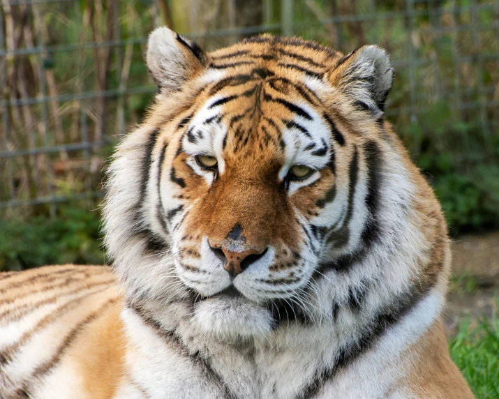 a tiger that is laying down in the grass, a portrait, pexels contest winner, mixed animal, with a white muzzle, 🦩🪐🐞👩🏻🦳, high resolution photo