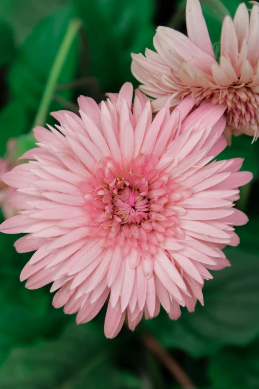 two pink flowers with green leaves in the background, renaissance, giant daisy flower head, zoomed in, blush, award - winning