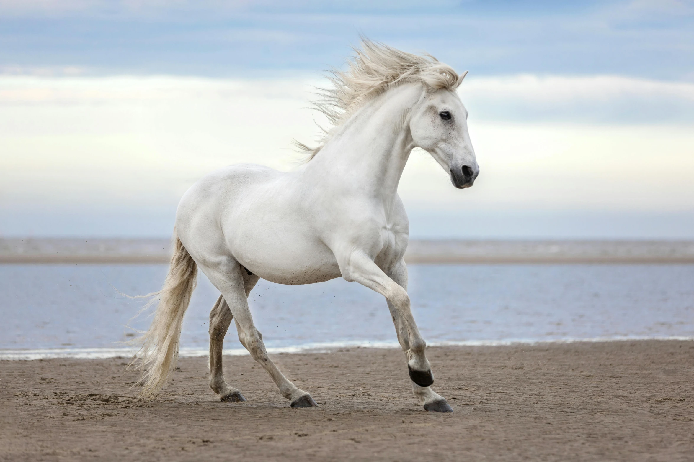 a white horse running on a beach next to the ocean, pexels contest winner, arabesque, hammershøi, glossy white metal, super high resolution, grey