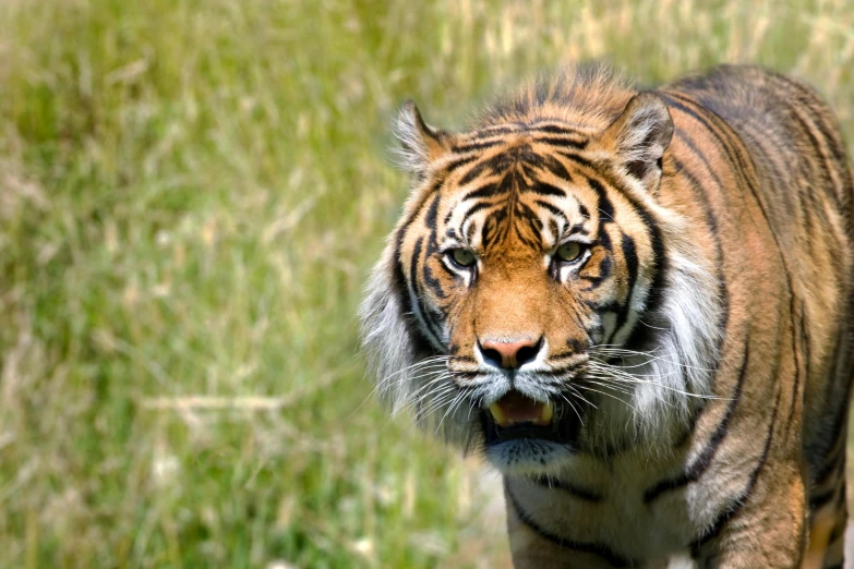 a tiger walking across a lush green field, pexels contest winner, skeptical expression, manuka, ((tiger)), great quality