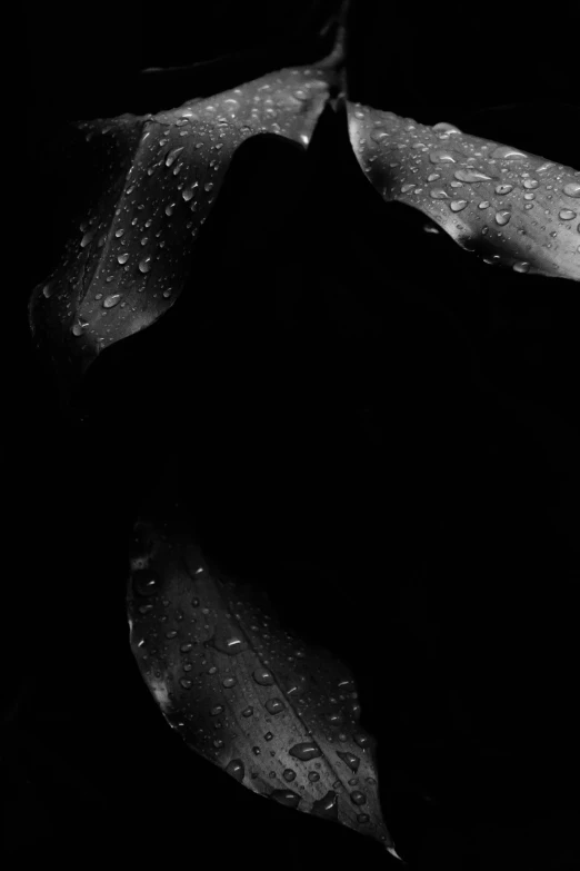 a black and white photo of water droplets on a leaf, inspired by Edward Weston, lyrical abstraction, in darkness, lillies, ello, 3 am