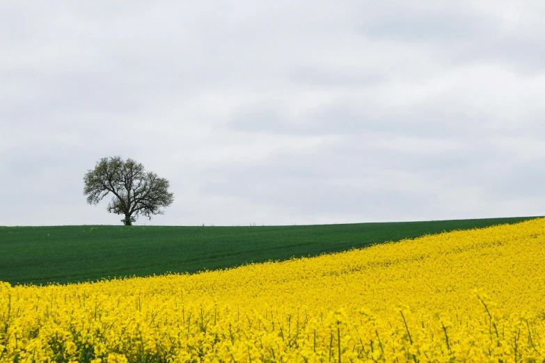 a lone tree in a field of yellow flowers, unsplash contest winner, color field, slight overcast weather, farming, osr, combine