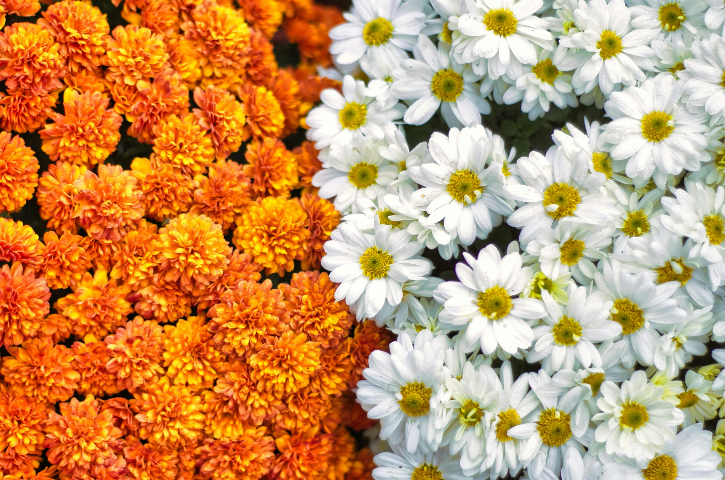 a close up of a bunch of flowers, white and orange, fall season, promo, half and half