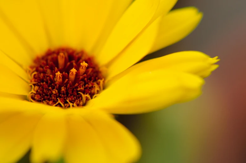 a close up of a yellow flower with a red center, a macro photograph, by Jan Rustem, unsplash, fan favorite, no blur dof bokeh, various posed, closeup - view