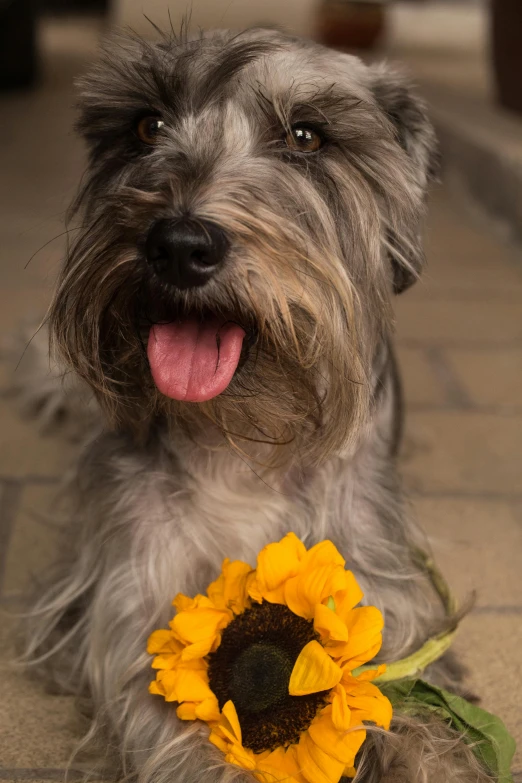 a dog laying down with a sunflower in its mouth, by David Simpson, yorkshire terrier, portait image