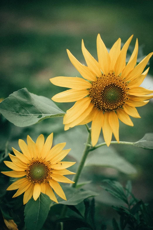 a couple of yellow sunflowers sitting next to each other, a portrait, unsplash, medium format. soft light, garden, grey, just