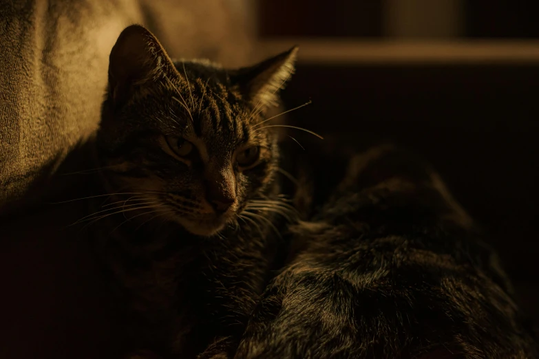 a close up of a cat laying on a couch, a portrait, inspired by Elsa Bleda, unsplash, standing in a dimly lit room, cinematic shot ar 9:16 -n 6 -g, low quality photo, late evening