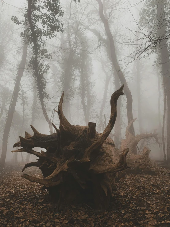 a fallen tree in a foggy forest, unsplash contest winner, surrealism, devil's horns, ((forest)), tree stump, 4k)