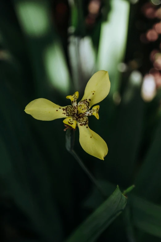 a yellow flower sitting on top of a green plant, a macro photograph, by Sven Erixson, unsplash, orchid, botanical garden, sprawling, tall thin