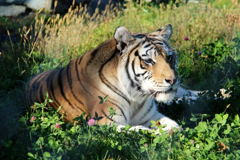 a tiger that is laying down in the grass, by Terese Nielsen, flickr, in the sun, sitting down, avatar image, eating