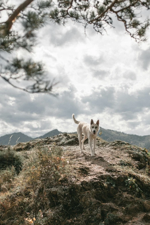 a white dog standing on top of a rocky hill, by Anna Boch, unsplash contest winner, renaissance, german shepherd, laos, low quality photo, walking