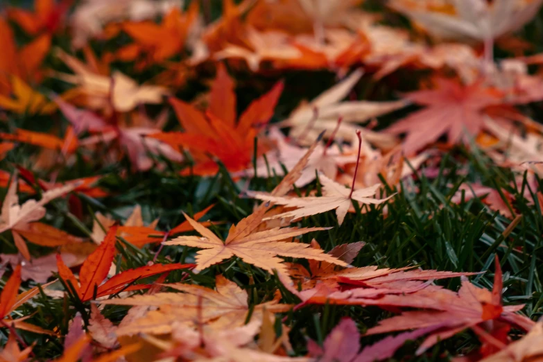 a bunch of leaves that are laying in the grass, inspired by Miyagawa Chōshun, unsplash, sōsaku hanga, light red and orange mood, japanese maples, 3 4 5 3 1, 4 0 9 6