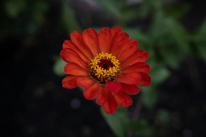 a single red flower with a yellow center, pexels contest winner, dark orange, highly ornamental, 8k 28mm cinematic photo, multicolored