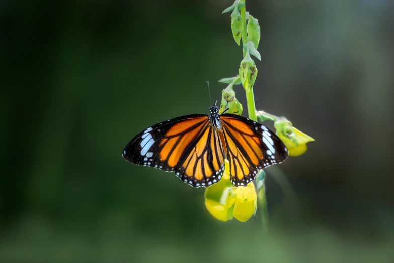 a close up of a butterfly on a flower, pexels contest winner, sumatraism, avatar image, confident stance, minimalist, arms stretched out