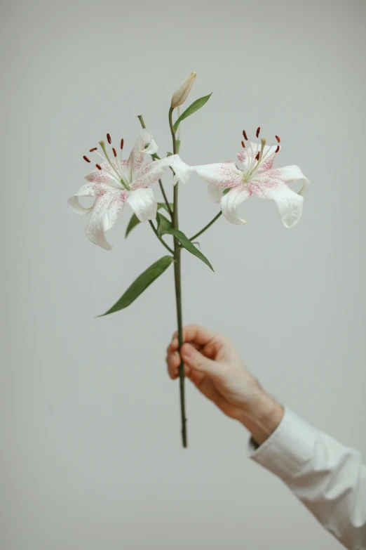 a person holding a flower in their hand, lily, white and pink, large tall, one on each side