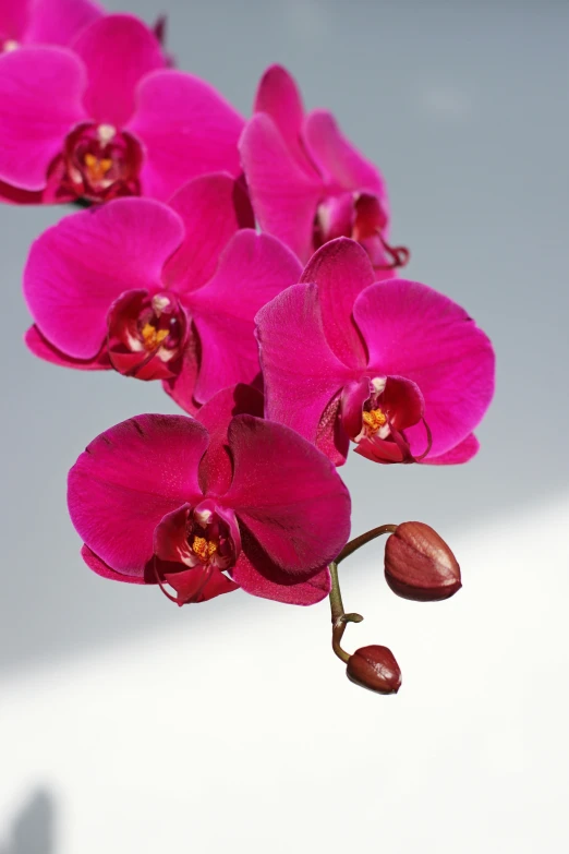 a close up of a pink flower in a vase, orchid stems, full product shot, crimson, neck zoomed in