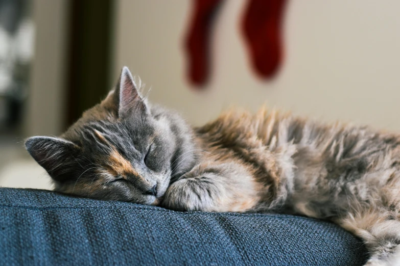 a cat sleeping on top of a blue couch, by Julia Pishtar, pexels contest winner, feathery fluff, ellie victoria gale, getty images, grey