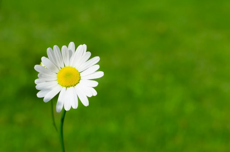 a single white flower sitting on top of a green field