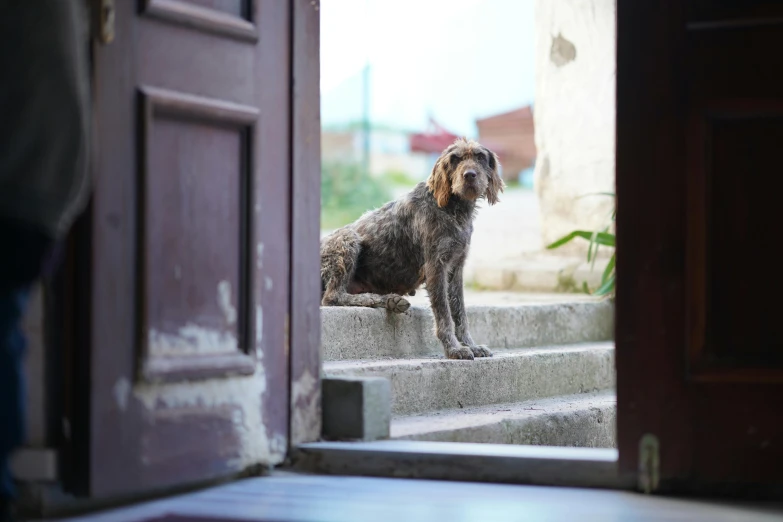 a dog that is sitting on some steps, leaning on door, grey, shot on sony a 7, hunting