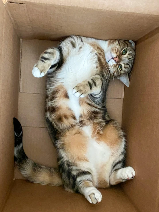 a cat that is laying down in a box, reddit contest winner, arms stretched out, her belly is fat and round, photograph taken in 2 0 2 0, large)}]