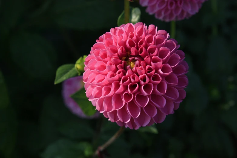 a close up of a pink flower with green leaves, by Sven Erixson, pexels contest winner, dahlias, geometrically realistic, the flower tower, gigantic pink ringlets