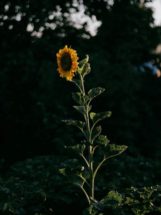 a single sunflower in the middle of a field, inspired by Elsa Bleda, unsplash contest winner, next to a plant, dark. no text, neighborhood, standing upright