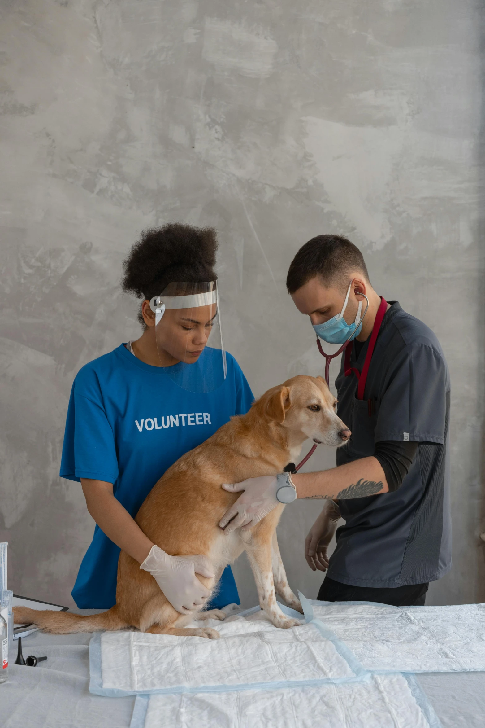 a dog is being examined by a vet, by Emma Andijewska, calmly conversing 8k, college, sasai ukon masanao, petite