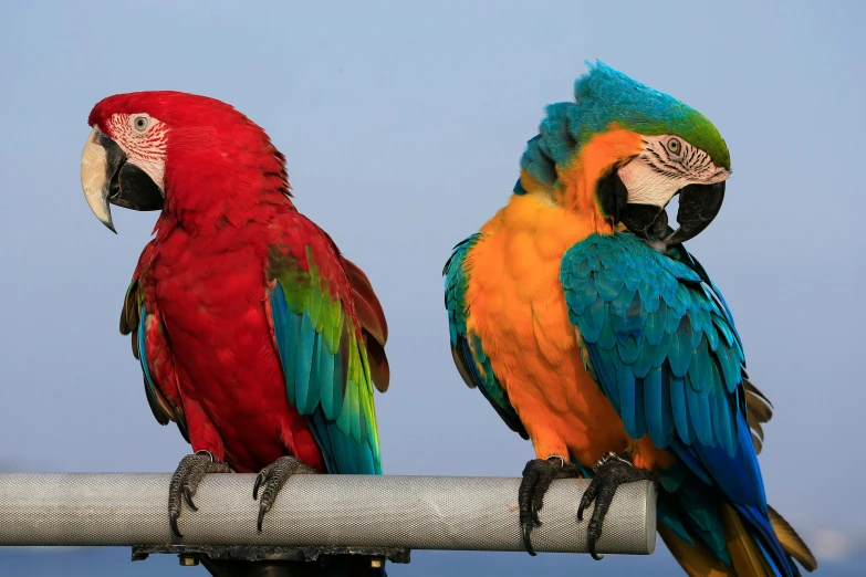 two colorful parrots sitting on top of a metal pole, pexels contest winner, renaissance, blue or red, slide show, 🦩🪐🐞👩🏻🦳, high resolution photo